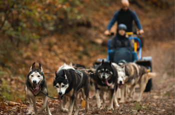 Conducteur de traîneau à chiens !.